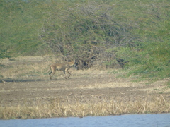 Canis lupus pallipes