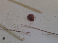 Austrochloritis iluka