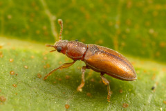 Enicmosoma