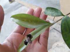 Apis dorsata breviligula