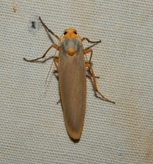 Sozusa scutellata