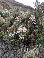 Diplostephium ericoides
