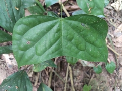 Phanera macrostachya