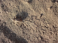 Cyphocleonus achates