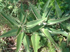 Kalanchoe daigremontiana