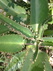 Kalanchoe daigremontiana
