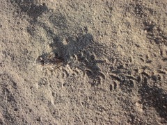 Cyphocleonus achates