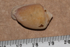 Cassidula angulifera