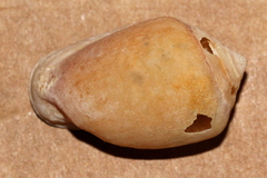 Cassidula angulifera