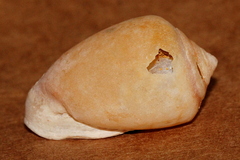 Cassidula angulifera