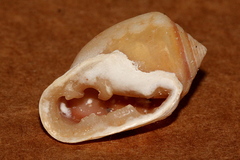 Cassidula angulifera