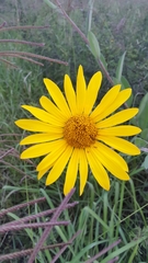 Tithonia tubaeformis
