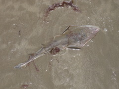 Pseudobatos planiceps