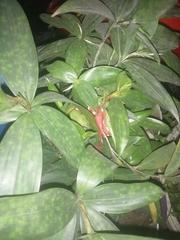 Dracaena surculosa