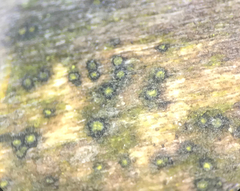 Berkleasmium conglobatum