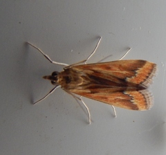 Achyra coelatalis