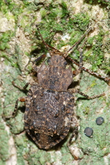 Syrphetodes marginatus
