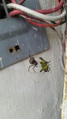 Latrodectus hasselti