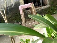 Hymenocallis littoralis