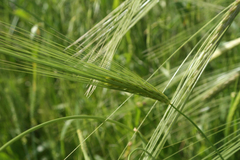 Hordeum spontaneum