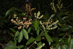 Pieris