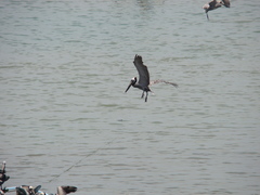 Pelecanus occidentalis