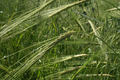 Hordeum spontaneum
