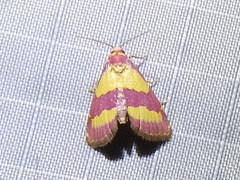 Phoenicophanta bicolor