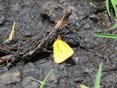 Colias dimera