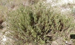 Baccharis texana