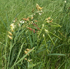 Lathyrus pannonicus collinus