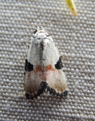 Hiccoda roseitincta