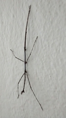 Pseudosermyle strigiceps