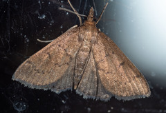 Metasia dicealis