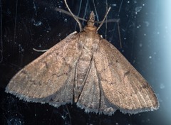 Metasia dicealis