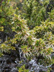 Coprosma nitida