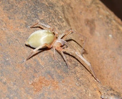 Cheiracanthium furculatum