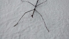Pseudosermyle strigiceps