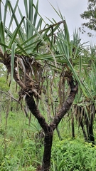 Pandanus spiralis