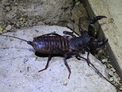 Mastigoproctus tohono