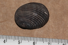 Nerita balteata
