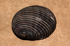 Nerita balteata
