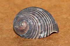 Nerita balteata