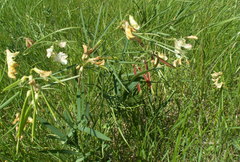 Lathyrus pannonicus collinus