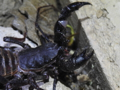 Mastigoproctus tohono