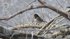 Junco hyemalis