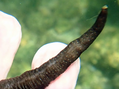 Polycheira rufescens