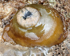 Isanemonia australis