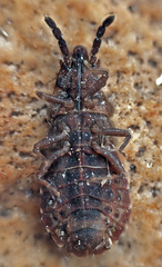 Aradus cinnamomeus
