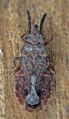 Aradus cinnamomeus